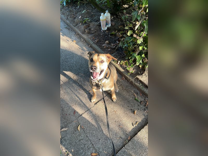 Kuba - Schäferhund-Husky-Mix wartet in 91616 Neusitz