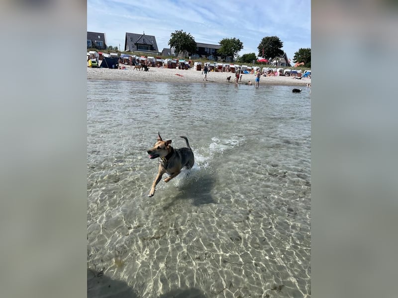 Kuba - Schäferhund-Husky-Mix wartet in 91616 Neusitz