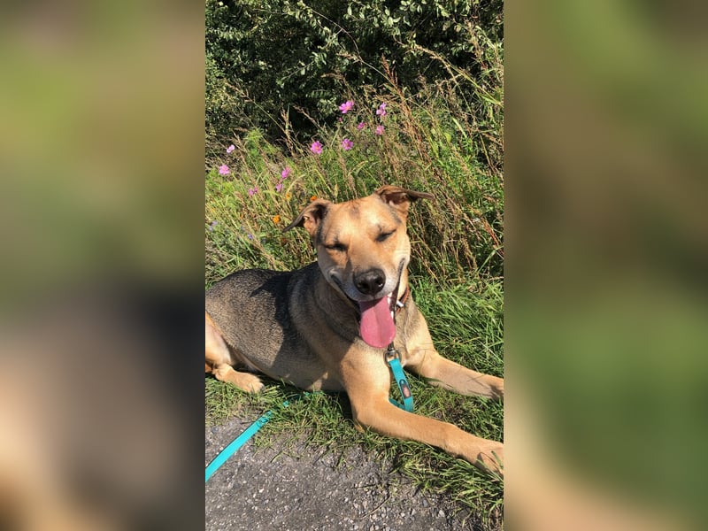 Kuba - Schäferhund-Husky-Mix wartet in 91616 Neusitz