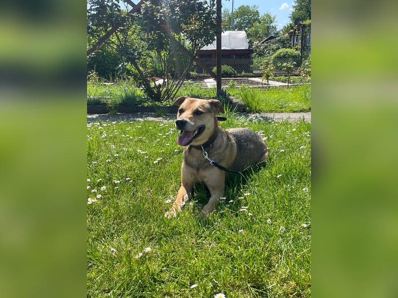 Kuba - Schäferhund-Husky-Mix wartet in 91616 Neusitz