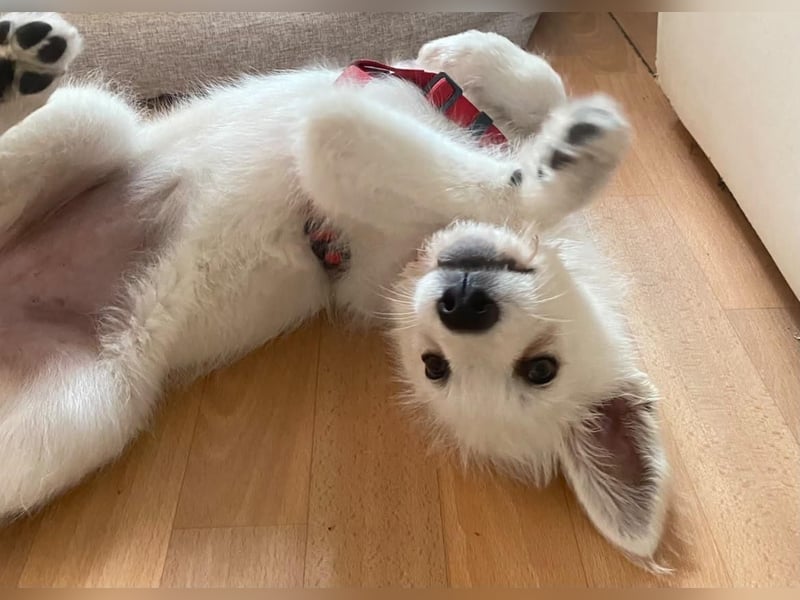 Ida - Pudel Schäferhund Mischling
