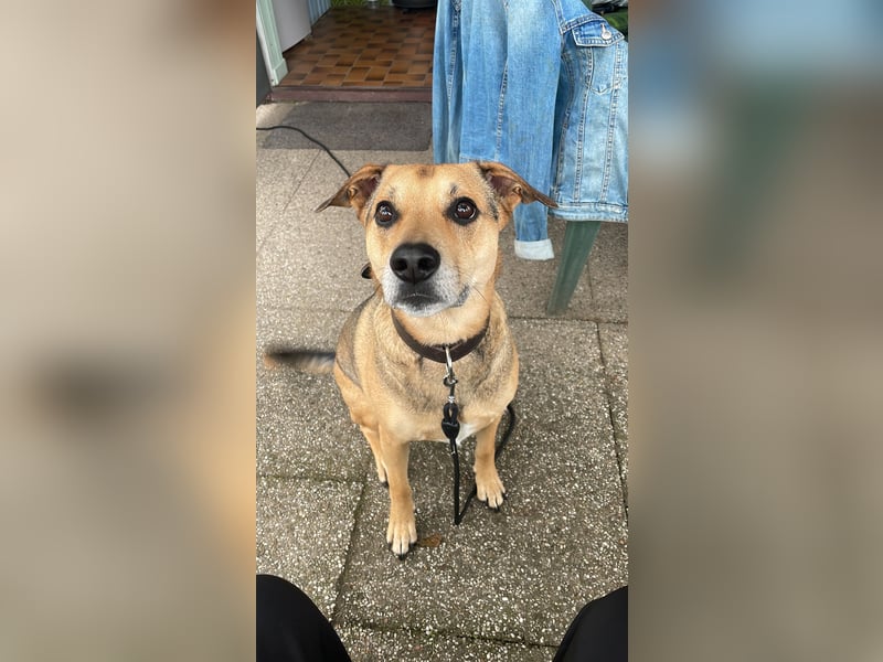 Kuba - Schäferhund-Husky-Mix wartet in 91616 Neusitz