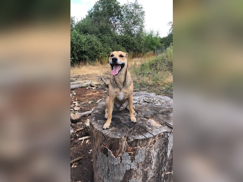 Kuba - Schäferhund-Husky-Mix wartet in 91616 Neusitz