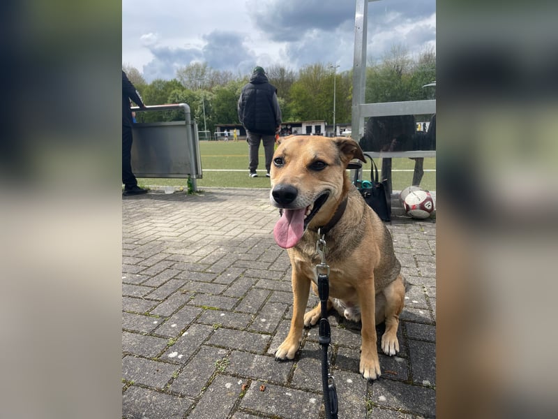 Kuba - Schäferhund-Husky-Mix wartet in 91616 Neusitz
