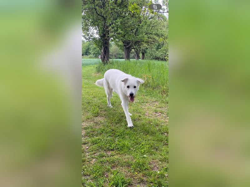 Ida - Pudel Schäferhund Mischling