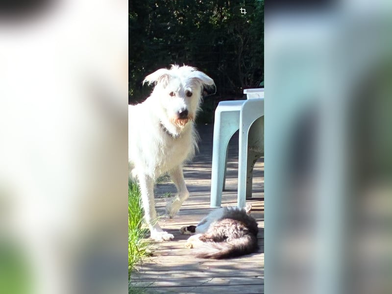 Ida - Pudel Schäferhund Mischling