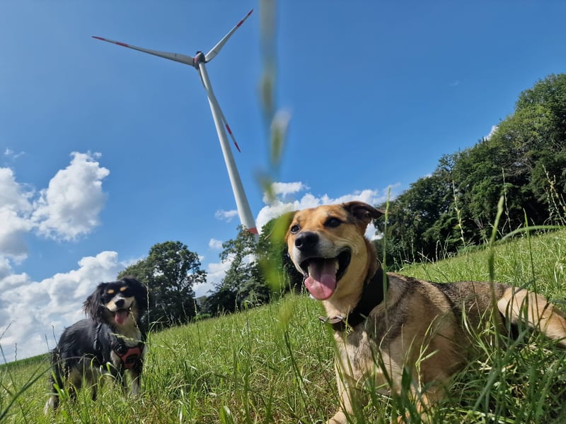 Kuba - Schäferhund-Husky-Mix wartet in 91616 Neusitz