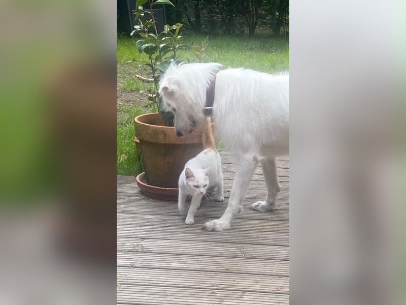 Ida - Pudel Schäferhund Mischling