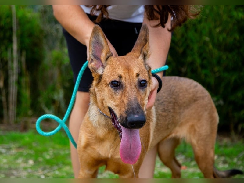 Josy  ♥️  Smartie  *|*  2 von ~650 Hunden in der Cantinho da Milu