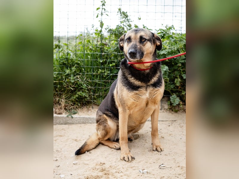 ♥️ Ellie • Nana ♥️ 2 von ~650 Hunden in der Cantinho da Milu