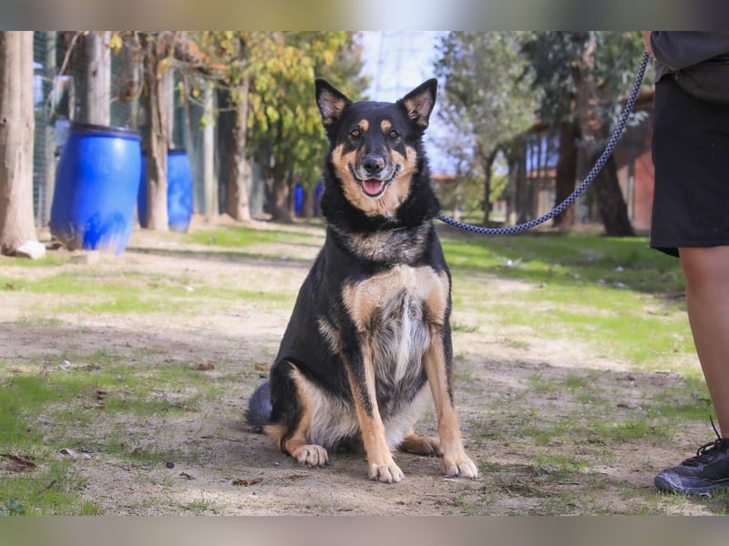 ♥️ Ellie • Nana ♥️ 2 von ~650 Hunden in der Cantinho da Milu