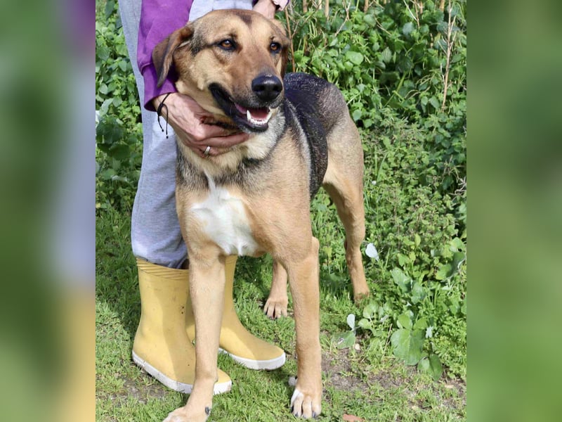 Josy  ♥️  Smartie  *|*  2 von ~650 Hunden in der Cantinho da Milu