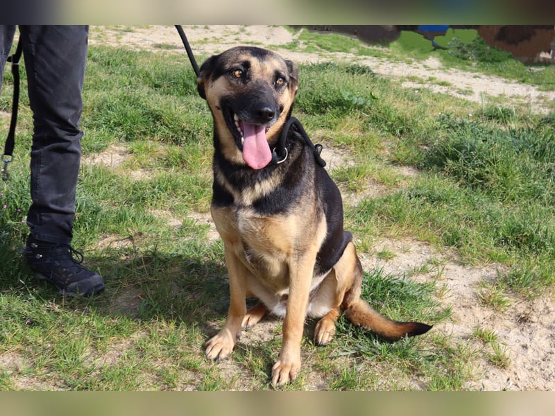 ♥️ Ellie • Nana ♥️ 2 von ~650 Hunden in der Cantinho da Milu