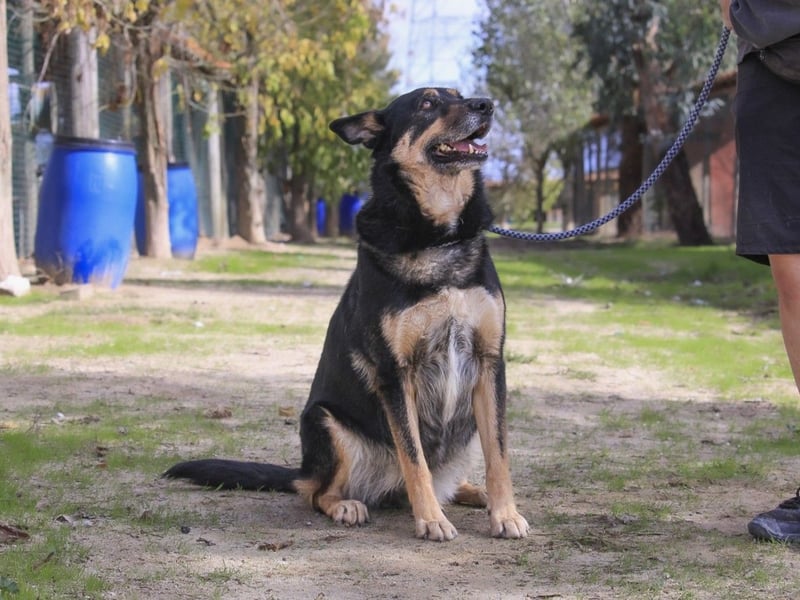 ♥️ Ellie • Nana ♥️ 2 von ~650 Hunden in der Cantinho da Milu