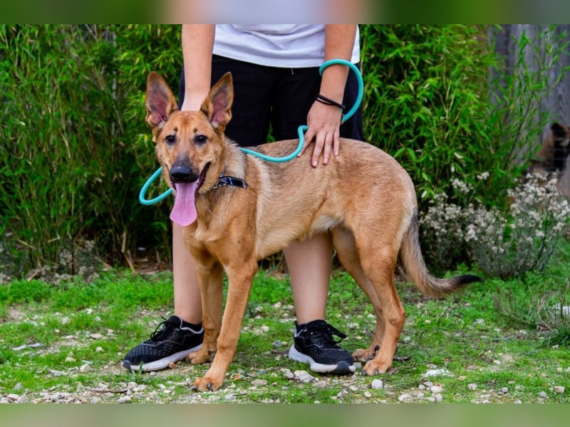 Josy  ♥️  Smartie  *|*  2 von ~650 Hunden in der Cantinho da Milu