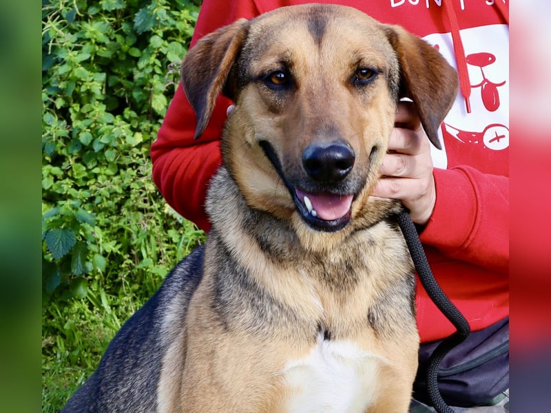 Josy  ♥️  Smartie  *|*  2 von ~650 Hunden in der Cantinho da Milu