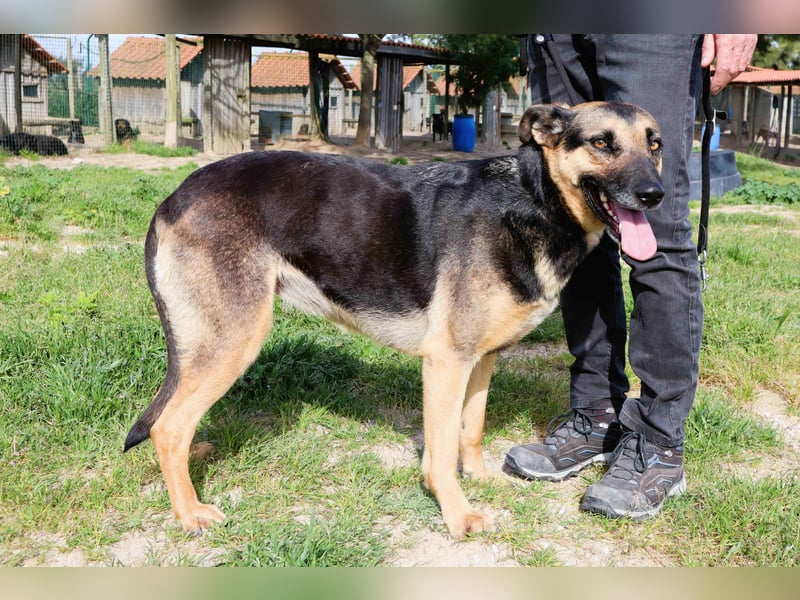 ♥️ Ellie • Nana ♥️ 2 von ~650 Hunden in der Cantinho da Milu
