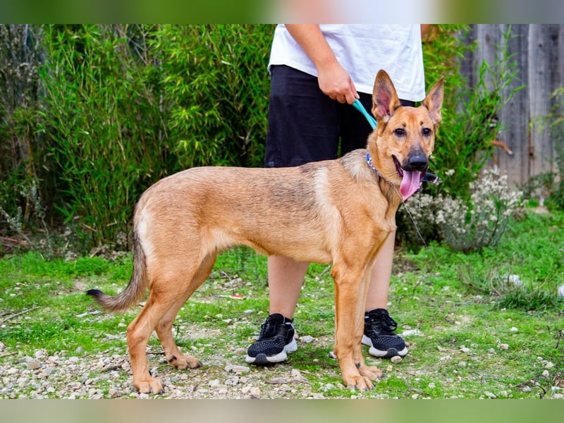 Josy  ♥️  Smartie  *|*  2 von ~650 Hunden in der Cantinho da Milu