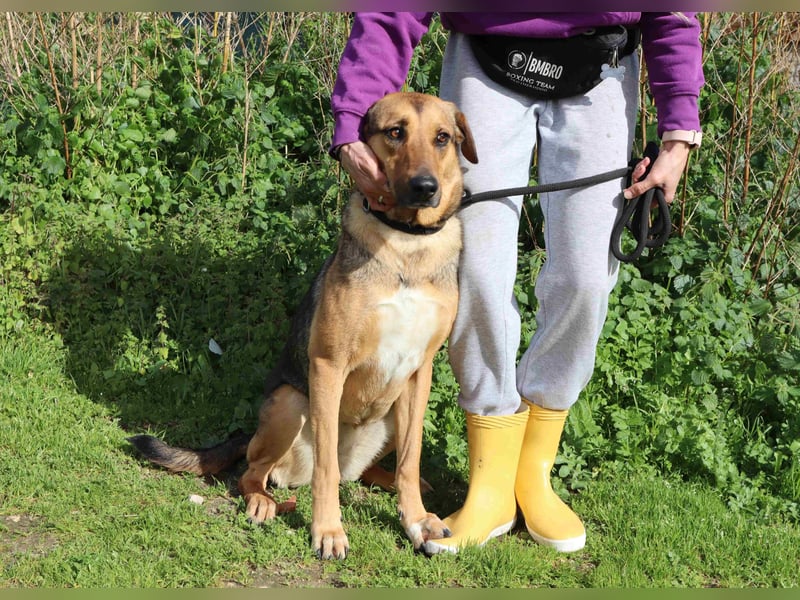 Josy  ♥️  Smartie  *|*  2 von ~650 Hunden in der Cantinho da Milu