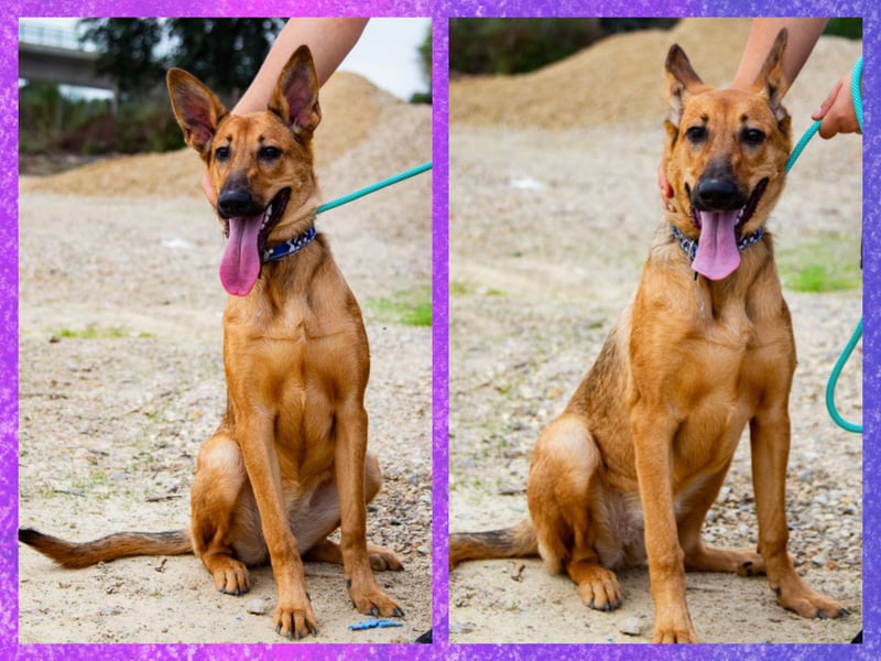Josy  ♥️  Smartie  *|*  2 von ~650 Hunden in der Cantinho da Milu