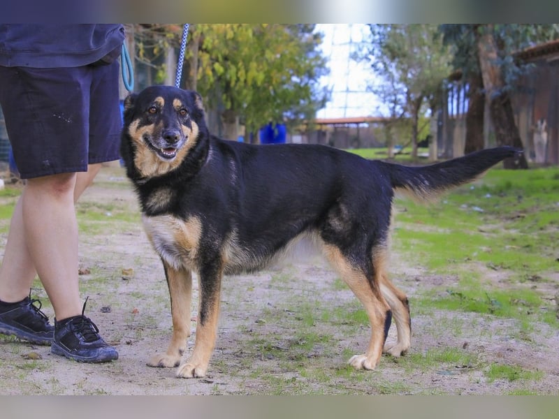 ♥️ Ellie • Nana ♥️ 2 von ~650 Hunden in der Cantinho da Milu