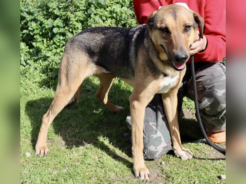 Josy  ♥️  Smartie  *|*  2 von ~650 Hunden in der Cantinho da Milu