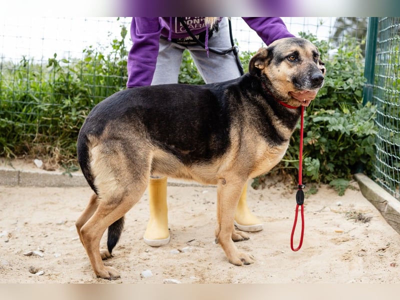 ♥️ Ellie • Nana ♥️ 2 von ~650 Hunden in der Cantinho da Milu