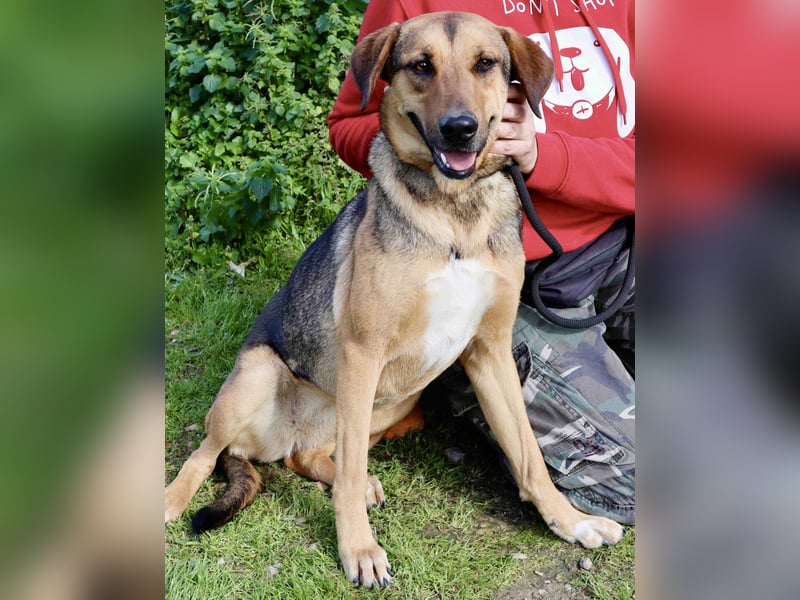 Josy  ♥️  Smartie  *|*  2 von ~650 Hunden in der Cantinho da Milu