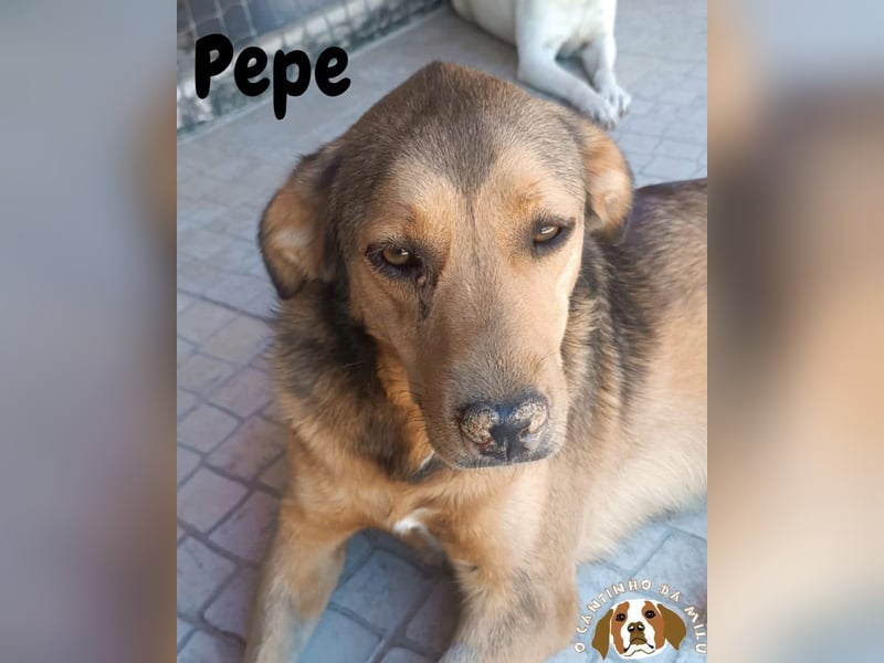 Wer gibt dem lieben ⚡️ PEPE ⚡️ ein Zuhause ??