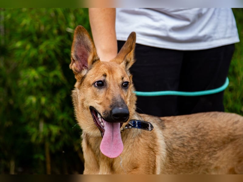 Josy  ♥️  Smartie  *|*  2 von ~650 Hunden in der Cantinho da Milu