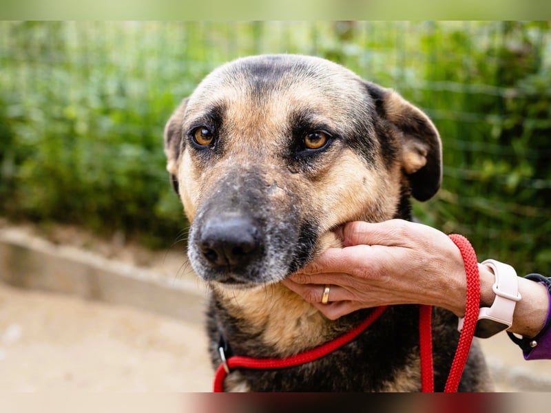 ♥️ Ellie • Nana ♥️ 2 von ~650 Hunden in der Cantinho da Milu