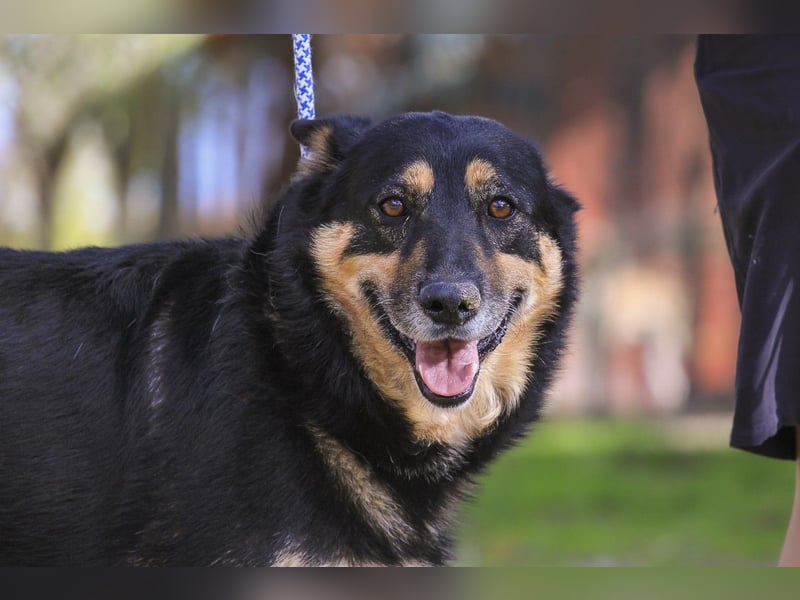 ♥️ Ellie • Nana ♥️ 2 von ~650 Hunden in der Cantinho da Milu