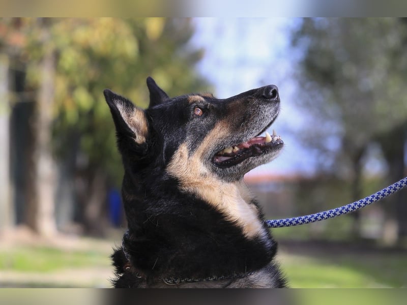 ♥️ Ellie • Nana ♥️ 2 von ~650 Hunden in der Cantinho da Milu