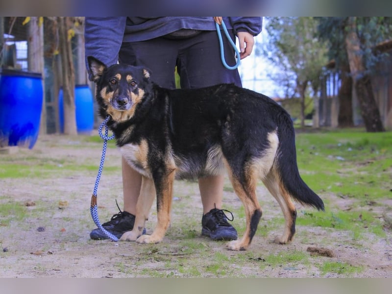♥️ Ellie • Nana ♥️ 2 von ~650 Hunden in der Cantinho da Milu