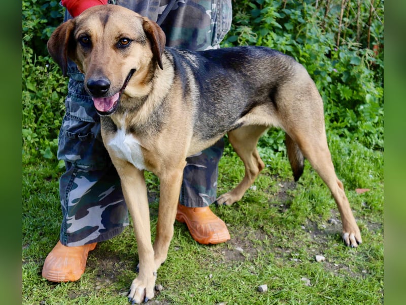 Josy  ♥️  Smartie  *|*  2 von ~650 Hunden in der Cantinho da Milu