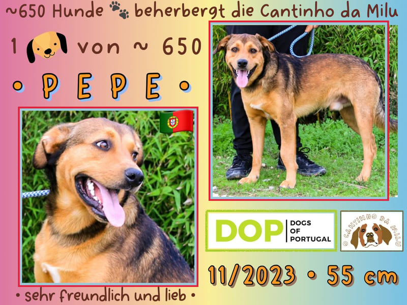 Wer gibt dem lieben ⚡️ PEPE ⚡️ ein Zuhause ??