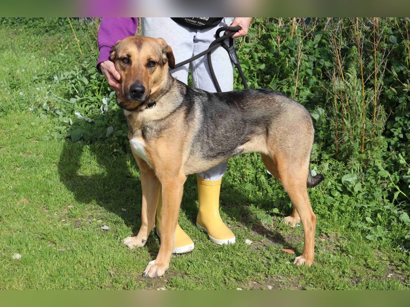 Josy  ♥️  Smartie  *|*  2 von ~650 Hunden in der Cantinho da Milu