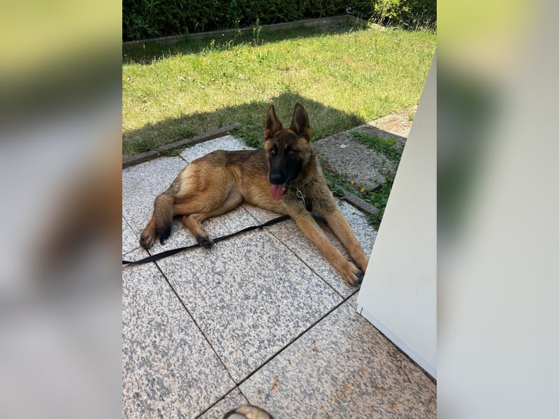 Kessy - Schäferhund-Mix