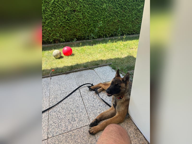 Kessy - Schäferhund-Mix