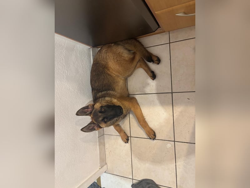 Kessy - Schäferhund-Mix