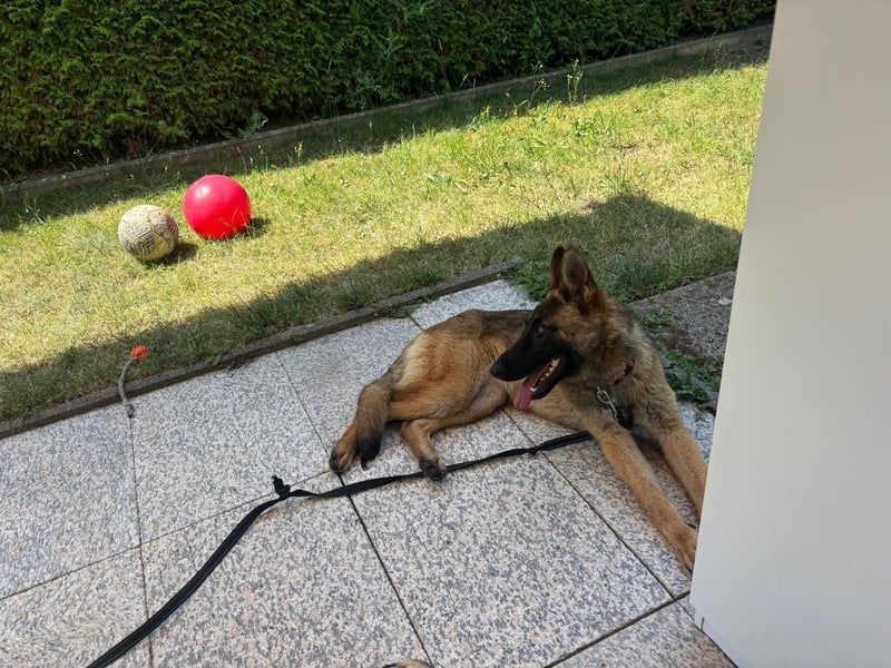 Kessy - Schäferhund-Mix