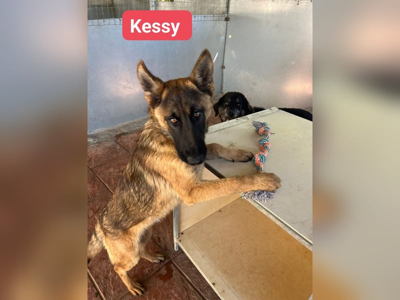 Kessy - Schäferhund-Mix