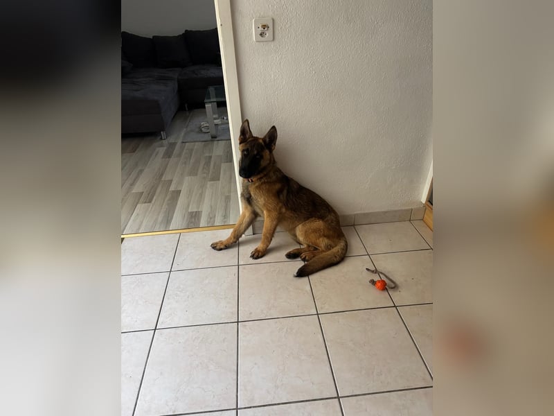 Kessy - Schäferhund-Mix
