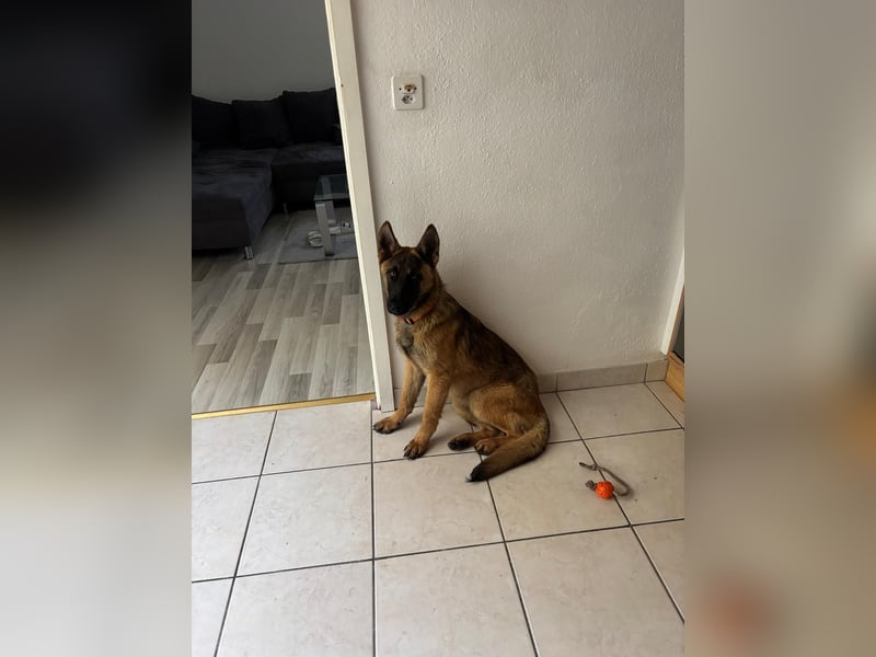 Kessy - Schäferhund-Mix