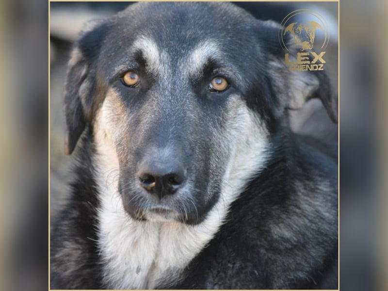 LUCA - Gemütlicher Bub sucht Glück