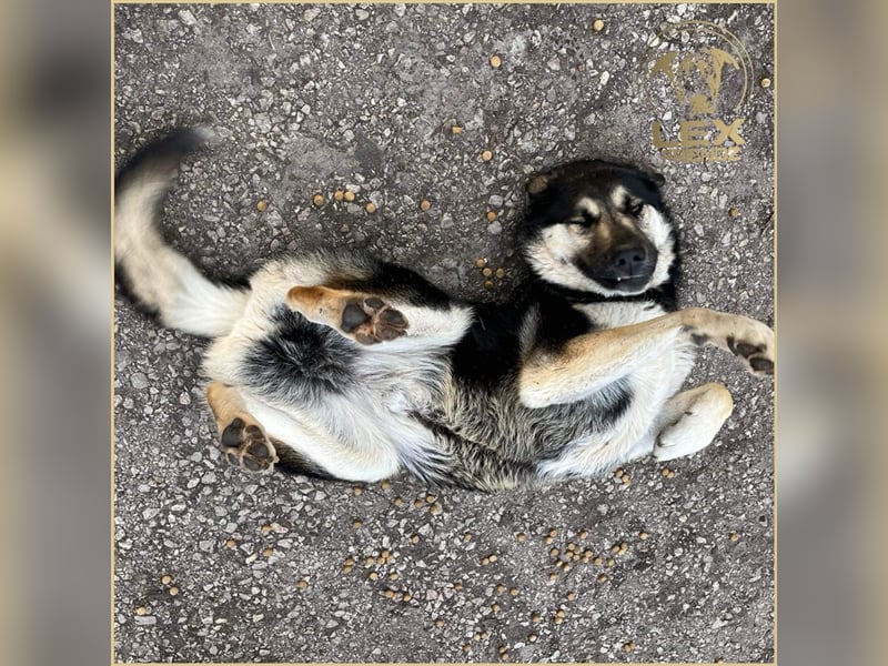 LUCA - Gemütlicher Bub sucht Glück