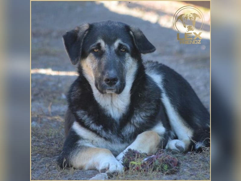 LUCA - Gemütlicher Bub sucht Glück