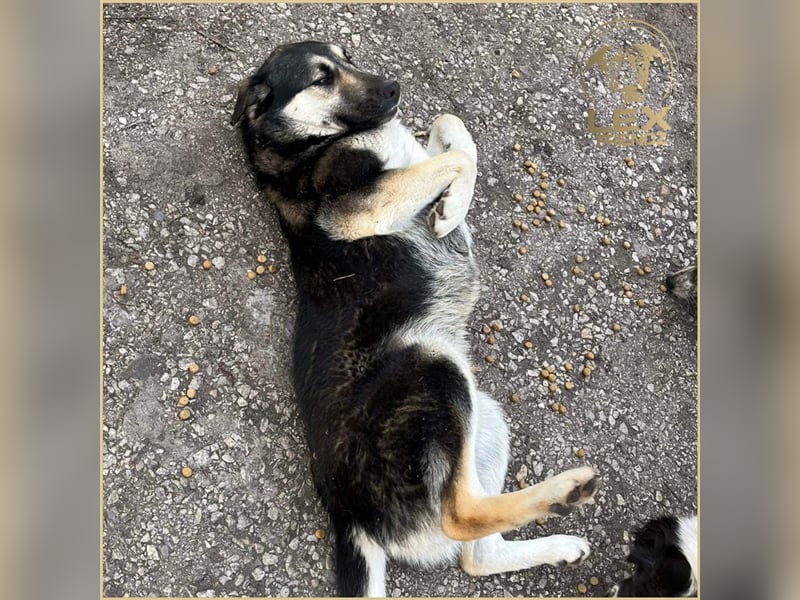 LUCA - Gemütlicher Bub sucht Glück