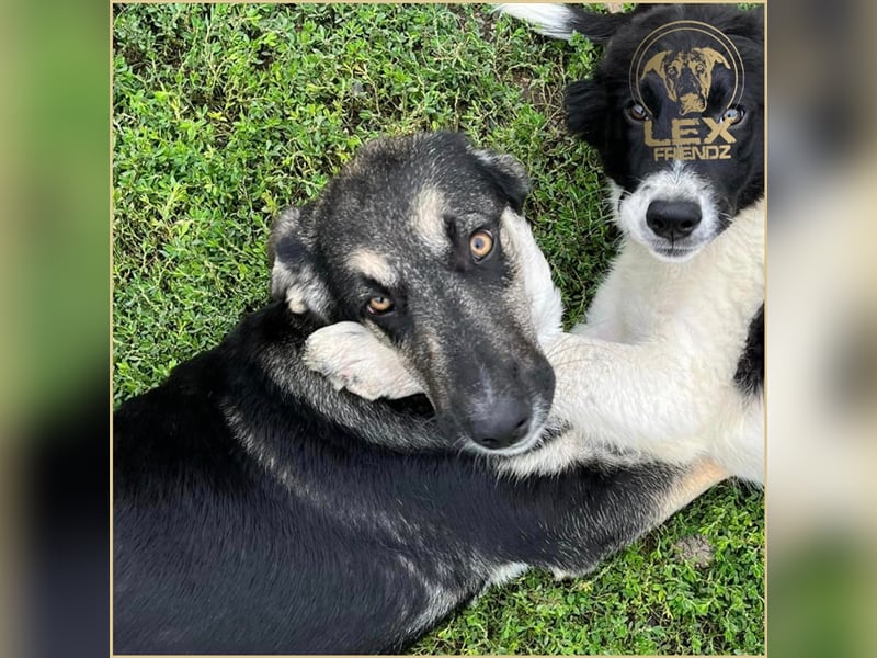 LUCA - Gemütlicher Bub sucht Glück