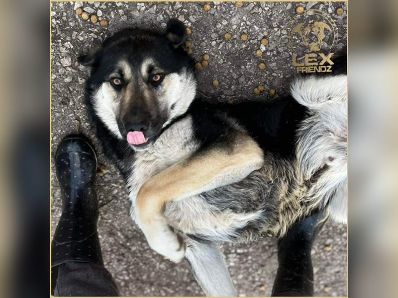 LUCA - Gemütlicher Bub sucht Glück